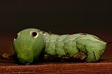 green-worm-090108-3