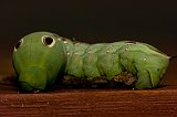 green-worm-090108-4