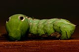 green-worm-090108-9