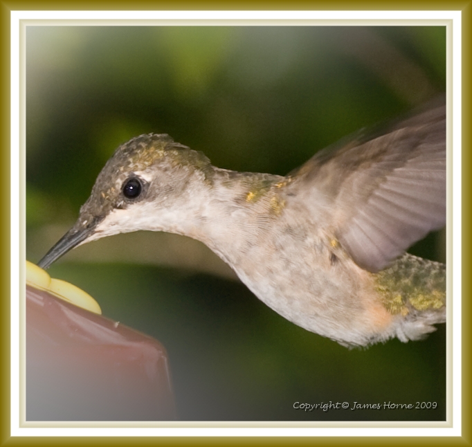hummingbird-5.jpg