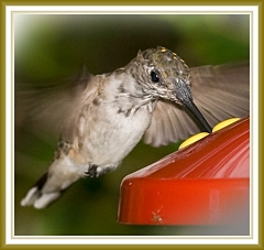 hummingbird-072609-IMG_6964-2c