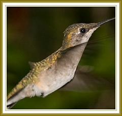 hummingbird-072609-IMG_6964-2d