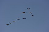 cranes-12-08-123008-25